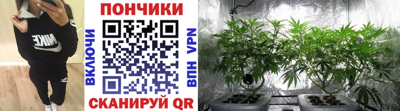 дарнет шоп  Сусуман  Бошки Шишки Bruce Banner 